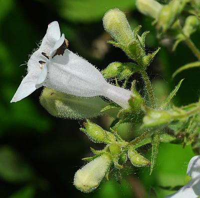 Penstemon_digitalis_inflorescence2.jpg