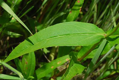 Penstemon_digitalis_leaf1.jpg