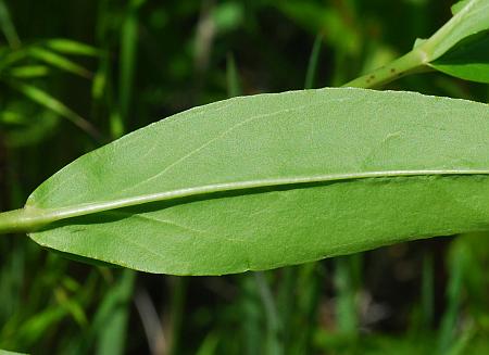 Penstemon_digitalis_leaf2.jpg