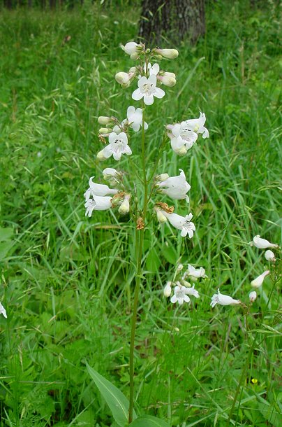 Penstemon_digitalis_plant.jpg