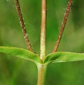 Penstemon_digitalis_stem.jpg