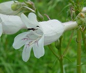 Penstemon digitalis thumbnail