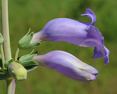 Penstemon_grandiflorus_calyces.jpg