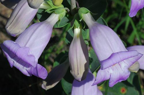 Penstemon_grandiflorus_flowers1.jpg