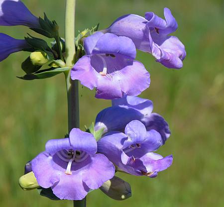 Penstemon_grandiflorus_flowers2.jpg