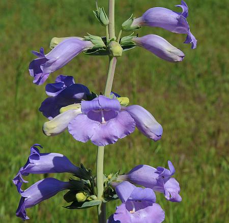 Penstemon_grandiflorus_inflorescence2.jpg