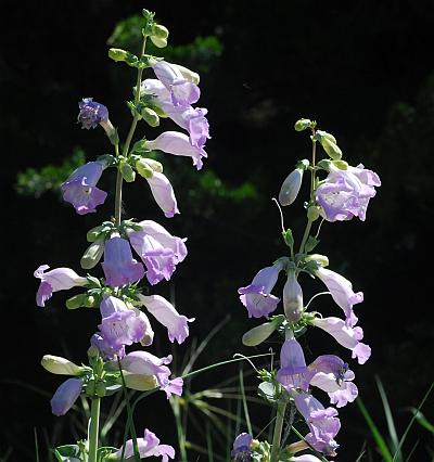 Penstemon_grandiflorus_inflorescences.jpg