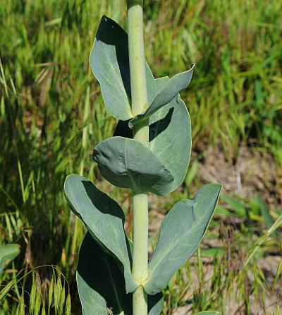 Penstemon_grandiflorus_leaves.jpg