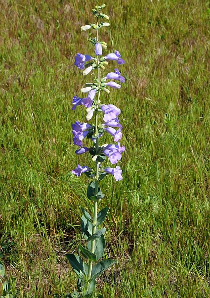 Penstemon_grandiflorus_plant.jpg