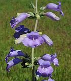 Penstemon grandiflorus thumbnail