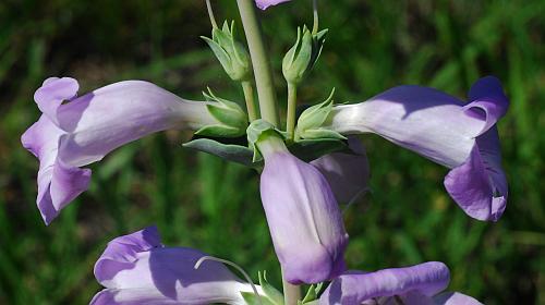 Penstemon_grandiflorus_whorl.jpg