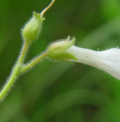 Penstemon_pallidus_calyx.jpg