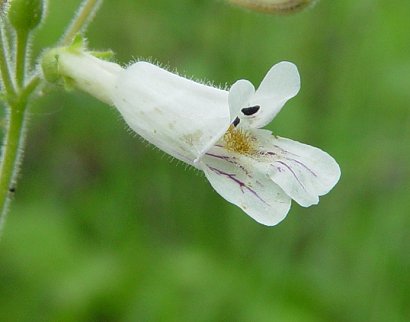 Penstemon_pallidus_flower.jpg