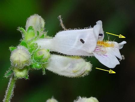 Penstemon_pallidus_flower2.jpg