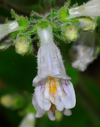 Penstemon_pallidus_flower3.jpg