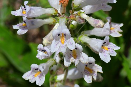 Penstemon_pallidus_flowers.jpg