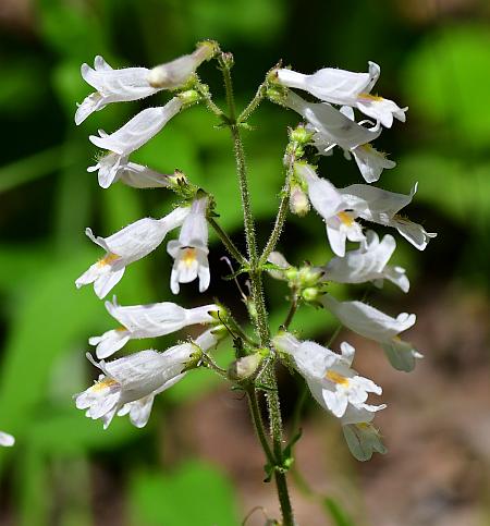 Penstemon_pallidus_inflorescence.jpg