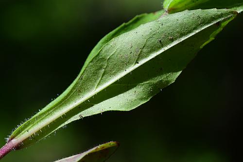 Penstemon_pallidus_leaf2.jpg