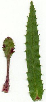 Penstemon_pallidus_leaves.jpg