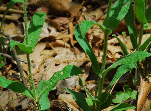 Penstemon_pallidus_leaves1.jpg