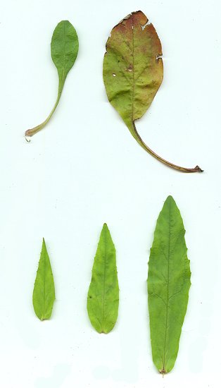 Penstemon_pallidus_leaves2.jpg