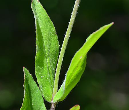 Penstemon_pallidus_leaves3.jpg