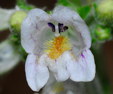 Penstemon_pallidus_mouth.jpg