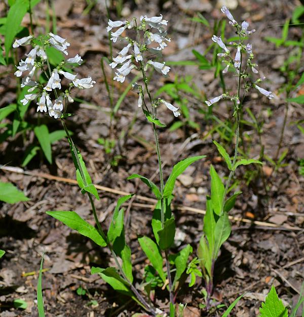 Penstemon_pallidus_plant.jpg