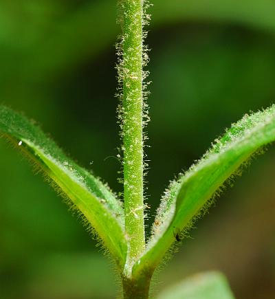 Penstemon_pallidus_stem.jpg