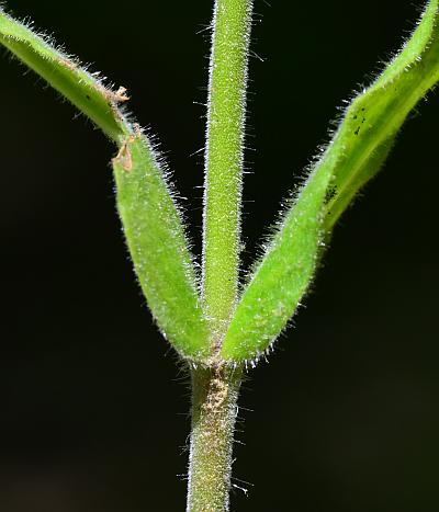 Penstemon_pallidus_stem2.jpg