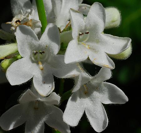 Penstemon_tubaeflorus_corollas.jpg