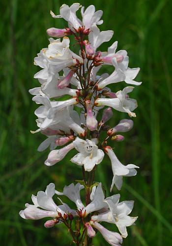 Penstemon_tubaeflorus_inflorescence.jpg