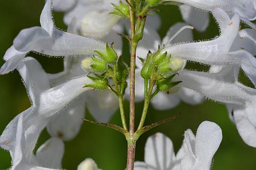 Penstemon_tubaeflorus_inflorescence2.jpg