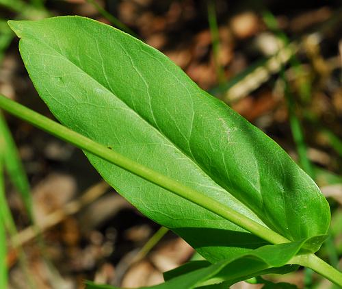 Penstemon_tubaeflorus_leaf1.jpg