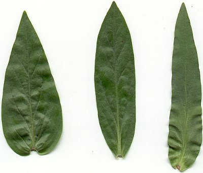 Penstemon_tubaeflorus_leaves.jpg