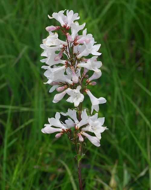 Penstemon_tubaeflorus_plant.jpg