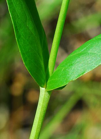 Penstemon_tubaeflorus_stem.jpg