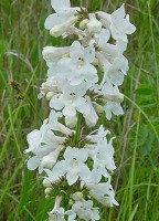 Penstemon tubaeflorus thumbnail