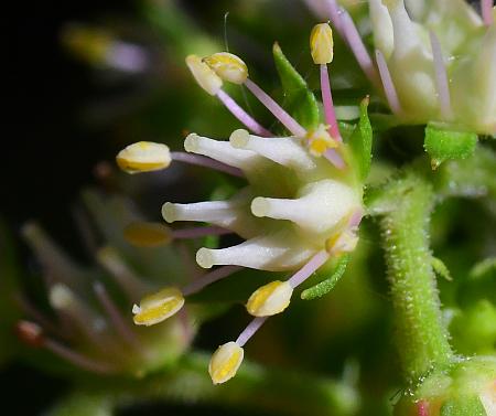 Penthorum_sedoides_flower.jpg