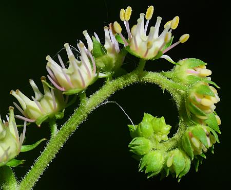 Penthorum_sedoides_flowers.jpg