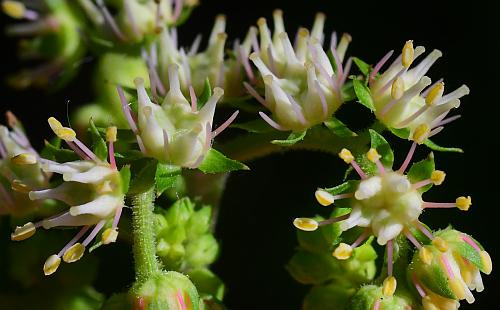 Penthorum_sedoides_flowers2.jpg