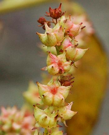 Penthorum_sedoides_fruits.jpg