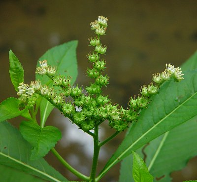 Penthorum_sedoides_inflorescence.jpg