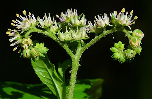 Penthorum_sedoides_inflorescence2.jpg