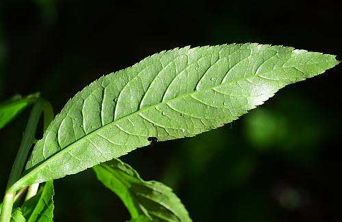 Penthorum_sedoides_leaf2.jpg
