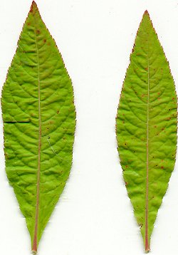 Penthorum_sedoides_leaves.jpg