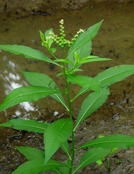 Penthorum_sedoides_plant.jpg