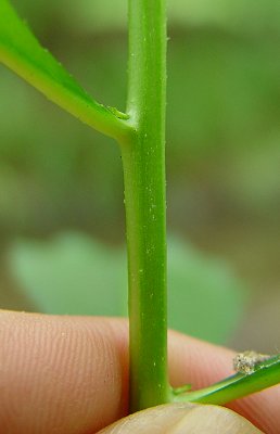 Penthorum_sedoides_stem.jpg