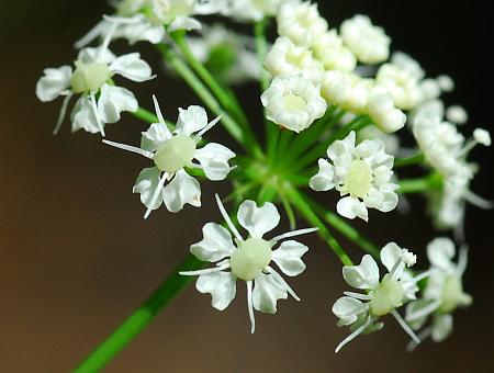 Perideridia_americana_flowers.jpg