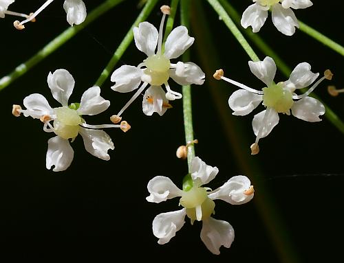 Perideridia_americana_flowers2.jpg